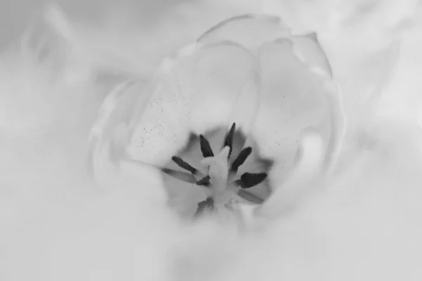 black and white Tulip flower with transparent petals