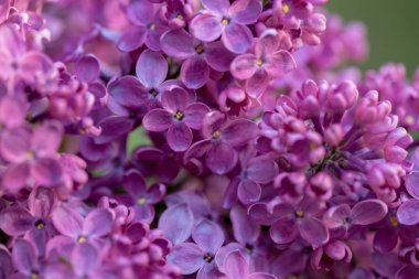 Görüntüyü bahar Eflatun çiçekli Şubesi.