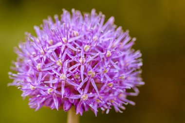 Güzel Violet Allium çiçek, 