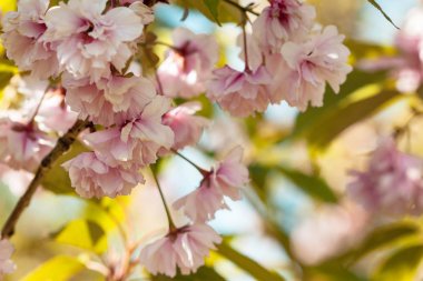 Sakura şube açan, Japon cherry, pembe çiçekler, gün ışığından yararlanma