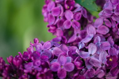 Görüntüyü bahar Eflatun çiçekli Şubesi.