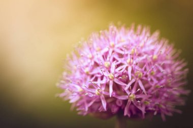 Güzel Violet Allium çiçek, 