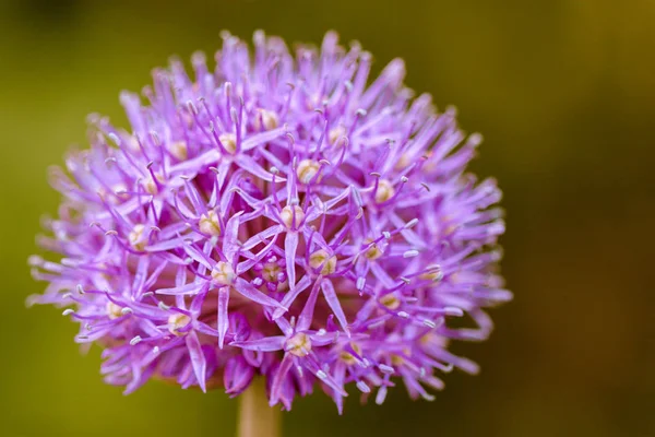 Beautiful Violet Allium Flower Purple Sensation Allium Hollandicum — Stock Photo, Image