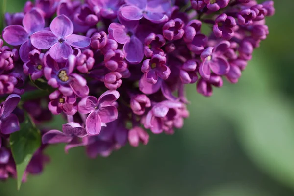 Macro Image Branch Spring Lilac Flowers — Stock Photo, Image