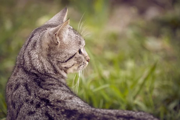 Portrait of street cat hunting in green garden
