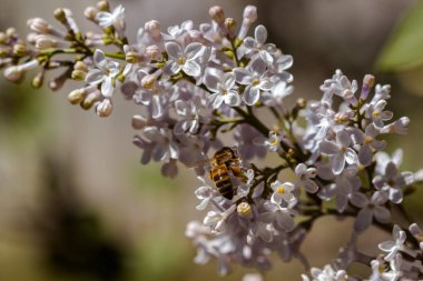 Closeup arı Tozlaşmayı ile çiçeklenme Lila çiçek