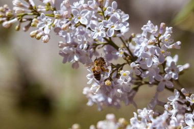 Closeup arı Tozlaşmayı ile çiçeklenme Lila çiçek