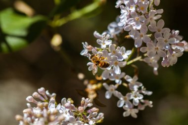 Closeup arı Tozlaşmayı ile çiçeklenme Lila çiçek
