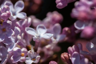 Closeup çiçek leylak çiçek