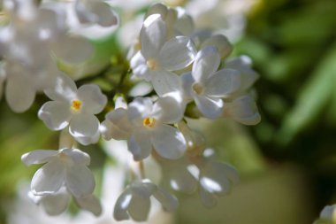 Closeup çiçek leylak çiçek