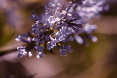 Closeup çiçek leylak çiçek