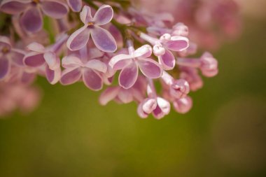 Closeup çiçek leylak çiçek