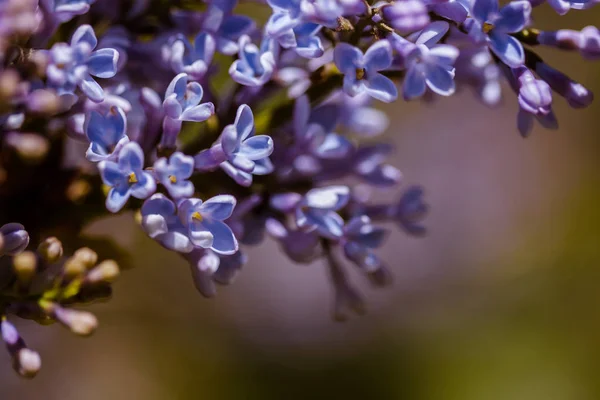 Lähikuva Kukkivat Lila Kukkia — kuvapankkivalokuva