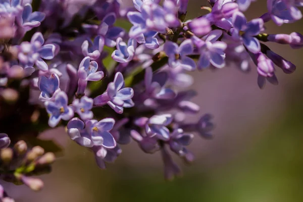 Closeup Blooming Lilac Flowers — Stock Photo, Image