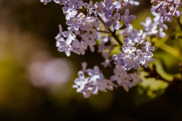 Closeup Çiçek Leylak Çiçek — Stok fotoğraf