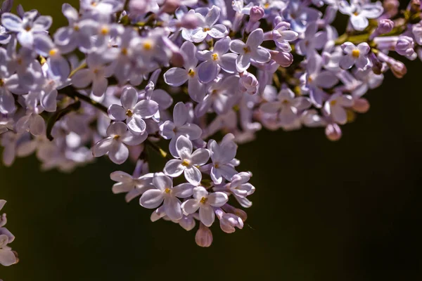 Closeup Çiçek Leylak Çiçek — Stok fotoğraf