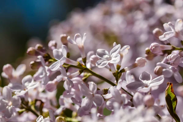 Closeup Çiçek Leylak Çiçek — Stok fotoğraf