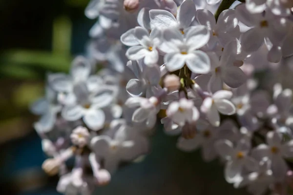 Gros Plan Fleurs Lilas Fleurs — Photo