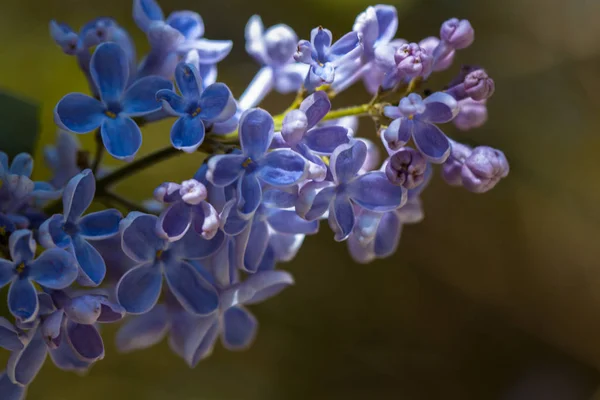 Closeup Blooming Lilac Flowers — Stock Photo, Image