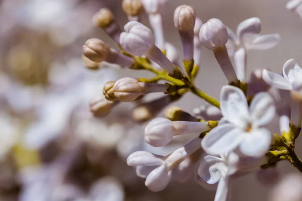 Closeup Çiçek Leylak Çiçek — Stok fotoğraf