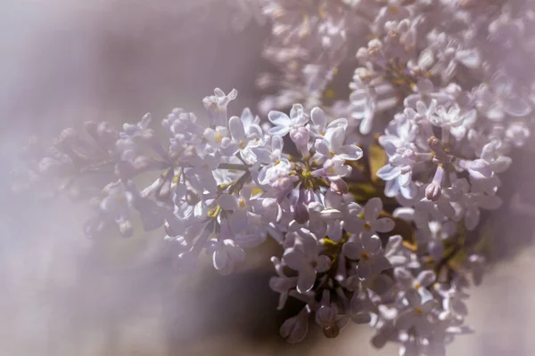 盛开的丁香花特写 — 图库照片