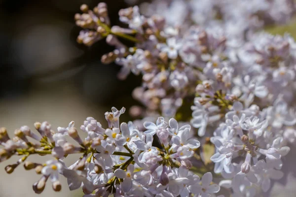 Closeup Çiçek Leylak Çiçek — Stok fotoğraf