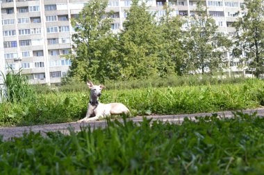 Parktaki köpek