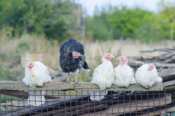 A herd of turkeys, birds with big tails.