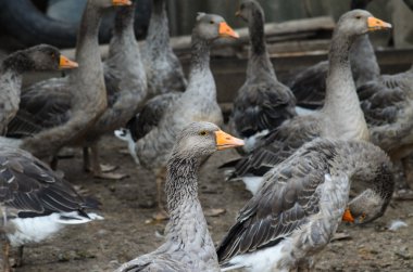 Köyde yerli kaz sürüsü.