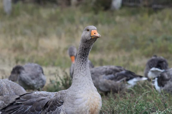 Skupina z šedé husy pasoucí se na louce. — Stock fotografie