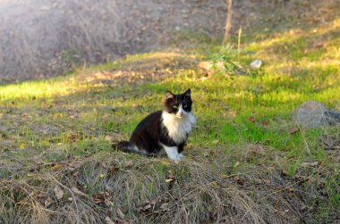 Siyah beyaz kedi çimlerin üzerinde oturuyor..