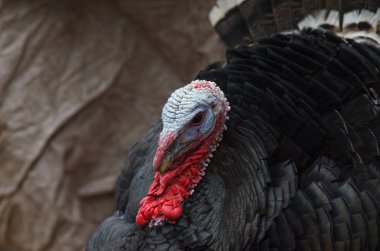 Türkiye'nin kuş portre portresi.