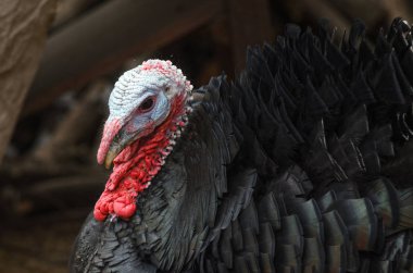 Türkiye'nin kuş portre portresi.