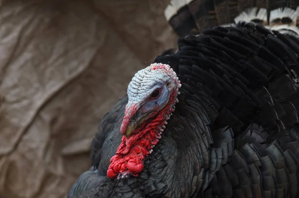 Portrait of turkey bird closeup.