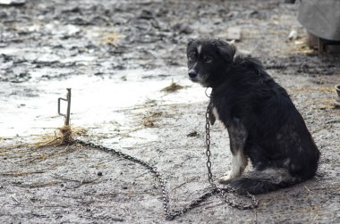 Bir zincir üzerinde üzgün melez köpek. 