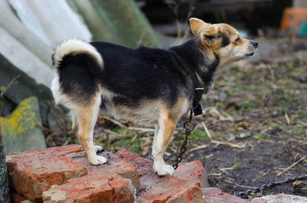 Der kleine Mischling an der Kette. — Stockfoto