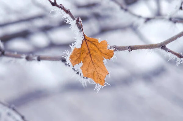 A branch of a tree in frost, dry leaf. — Stock Photo, Image