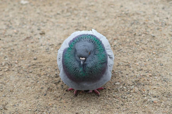 鳩は地面に座り. — ストック写真