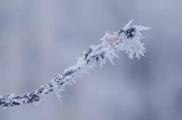 Winter frost on the branch, close-up. — Stock Photo, Image