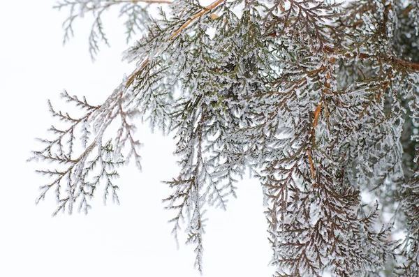 Winter landscape, branches arborvitae closeup. — Stock Photo, Image