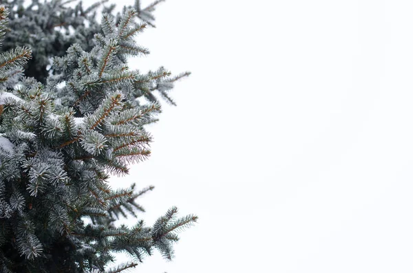 Winter landscape, fir branches in the snow, space for your text. — Stock Photo, Image