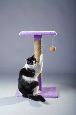 Siyah ve beyaz kedi pençeleri üzerinde a tırmalamak posta o keskinleştirme