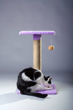 Siyah ve beyaz kedi tırmalamak yazılarda bir gri backgro yakın