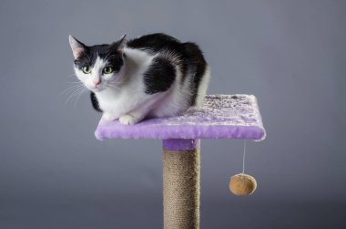 Yeşil gözlü sevimli siyah ve beyaz kedi portre. 