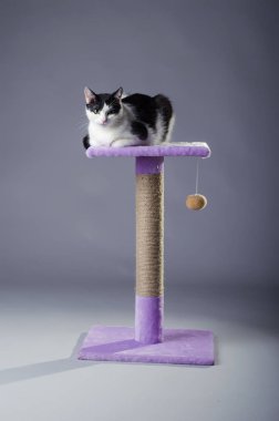 Kedi, gri bir arka plan üzerinde tırmalamak üzerinde oturur.