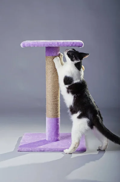 Gato preto e branco afiando suas garras em um poste riscando, o — Fotografia de Stock