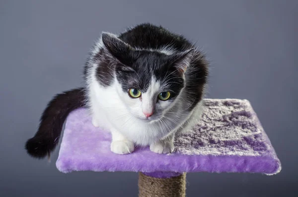 Gato com grandes olhos sentados no arranhão, em um backgroun cinza — Fotografia de Stock