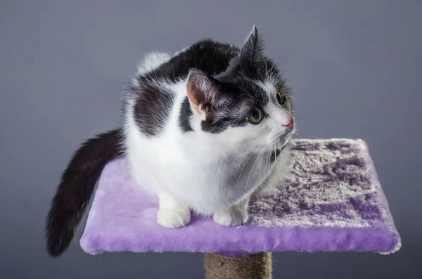 Gato preto e branco bonito com olhos verdes, retrato . — Fotografia de Stock