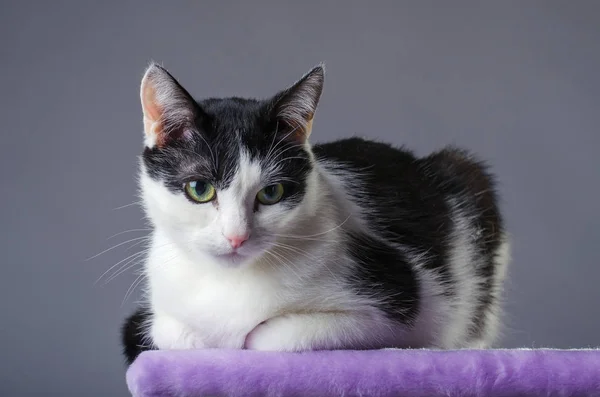 Кіт з великими очима сидить на подряпині, на сірому фоні — стокове фото