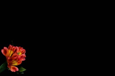 Güzel alstroemeria çiçek kopya ile siyah bir arka plan 